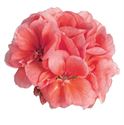 Bild von Geranium Staand P12 Dolce Vita Emma